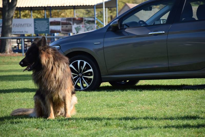 Kutyák, erős emberek és koncertezők...